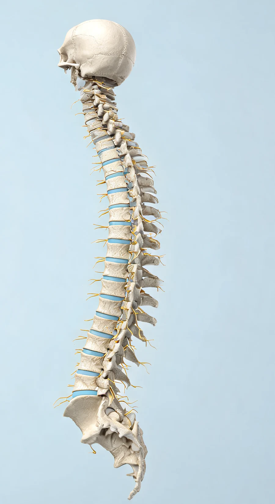 Illustration of the human spine from the cervical vertebrae to the sacrum